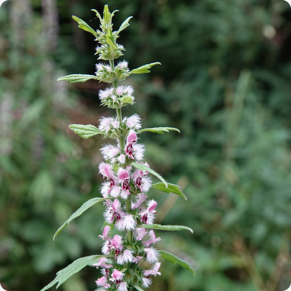 Motherwort (Leonurus cardiaca) Seeds