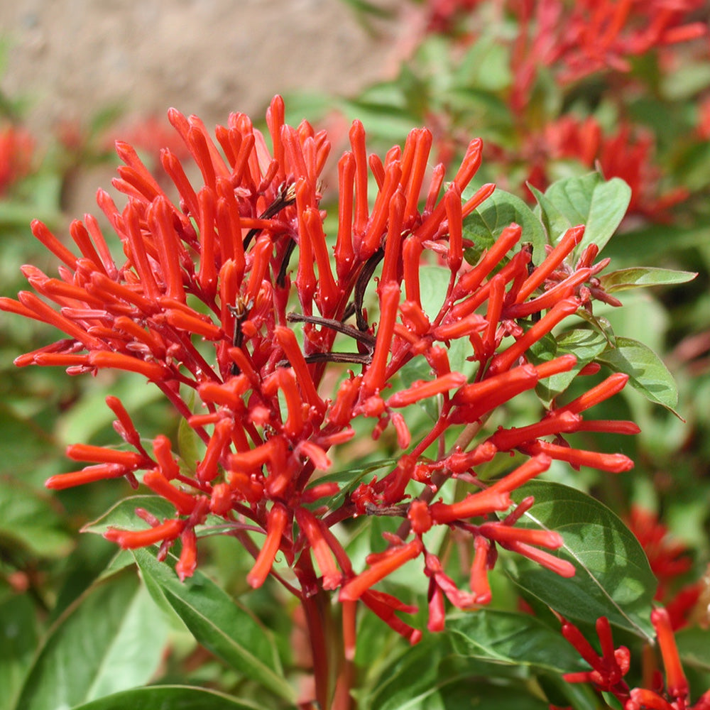 Hamelia Patens Flower seeds for Planting Fragrant Blossoms Heirloom & GMO Free Seeds for Home Garden 
 
 Sale for planting in home garden