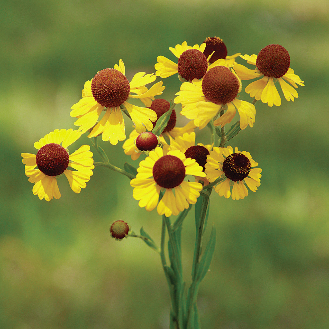 Helenium "Tiny Dancer" Purple Headed seeds for compact blooms