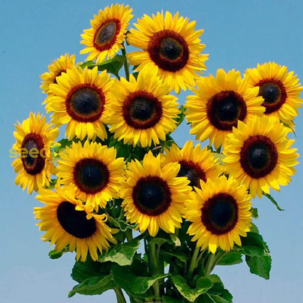 Non GMO yellow Helianthus annus seeds for gardening