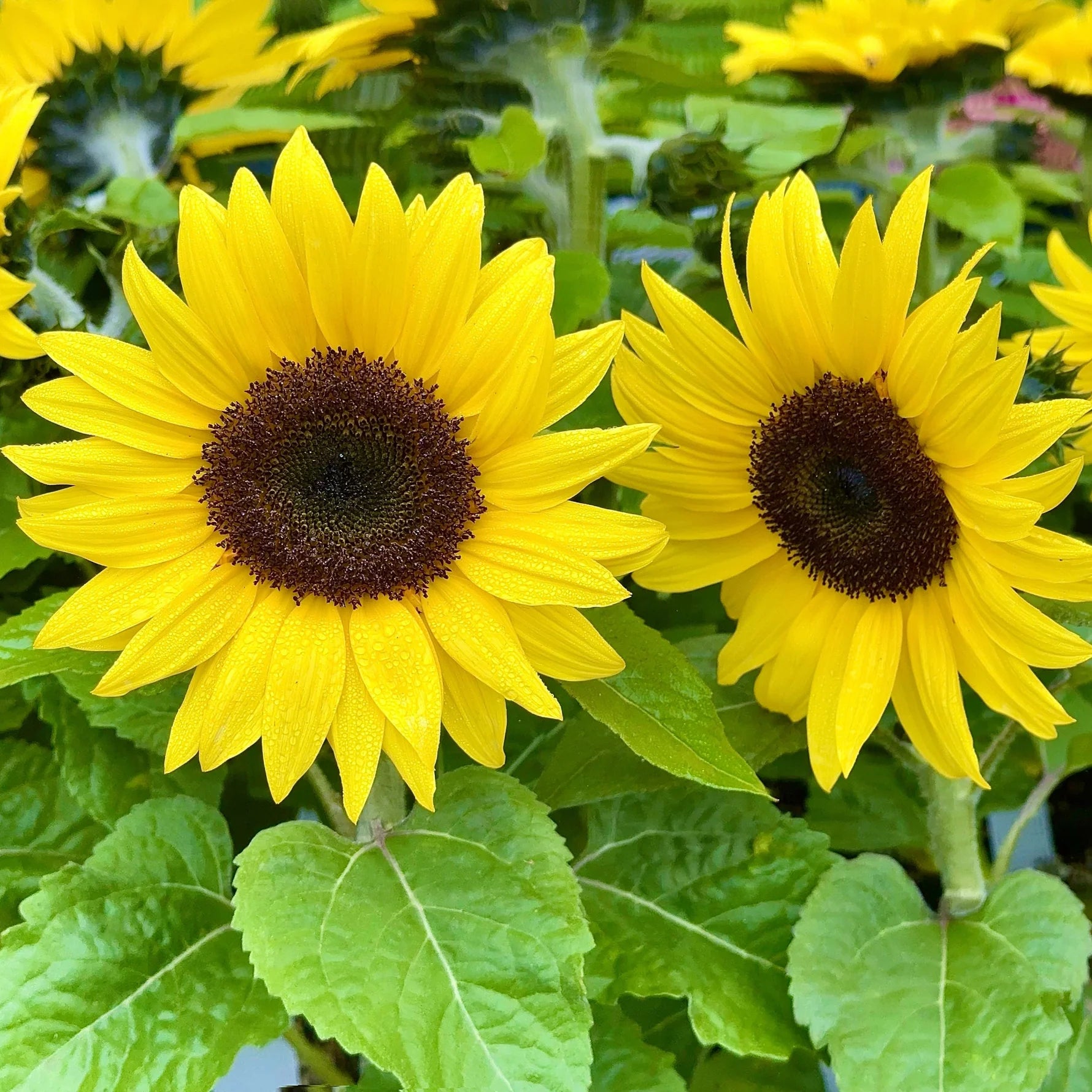 Yellow Helianthus annus bloom seeds for gardens
