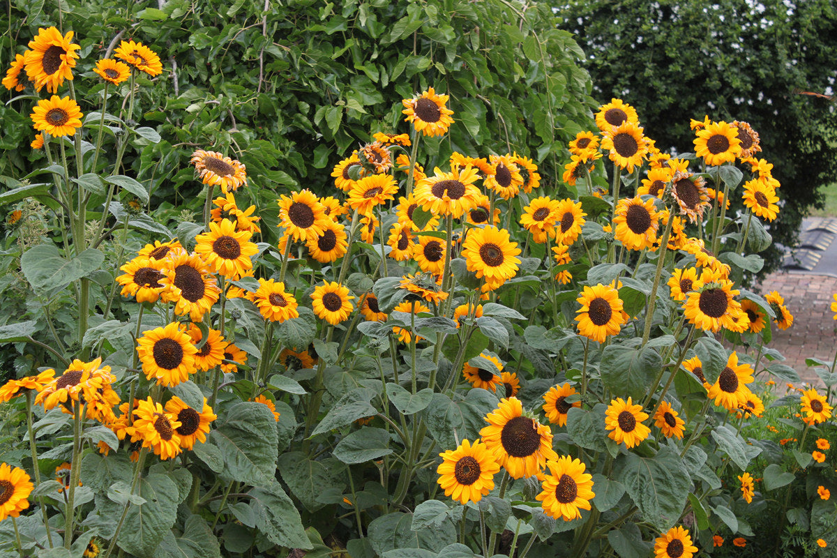 Helianthus (Helianthus Annuus) seeds for planting in home garden
