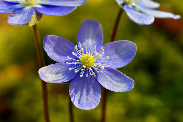 Blue Hepatica flowering seeds for gardens