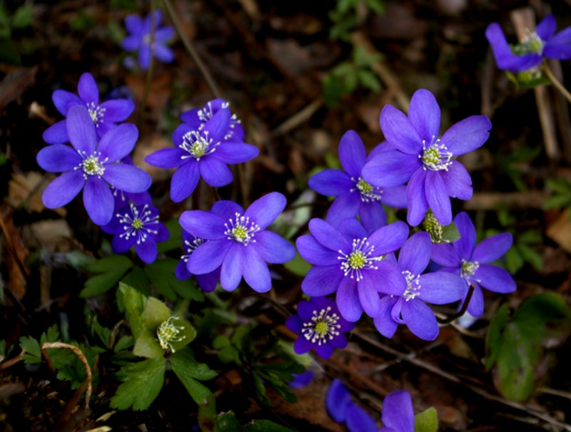 Non GMO blue Hepatica seeds