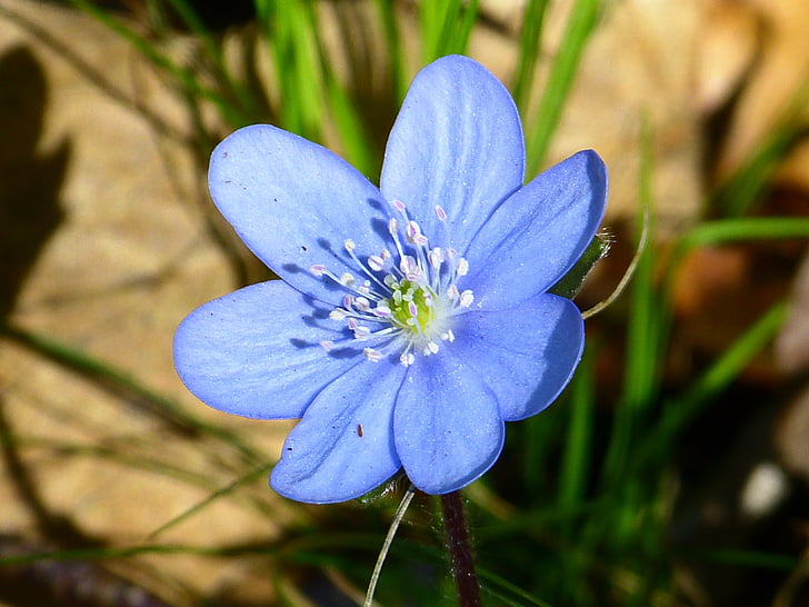 Hepatica blue flower seeds for planting