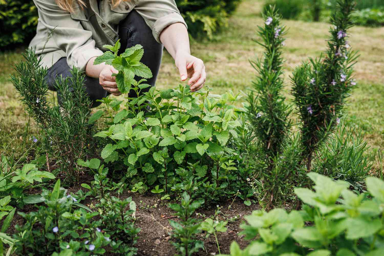 Aromatic Herb Seeds: Planting Foeniculum Seeds