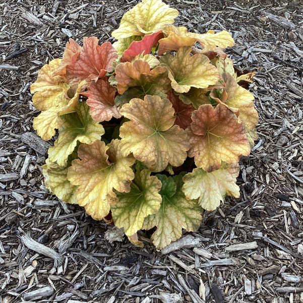 Non-GMO Heuchera Champagne seeds
