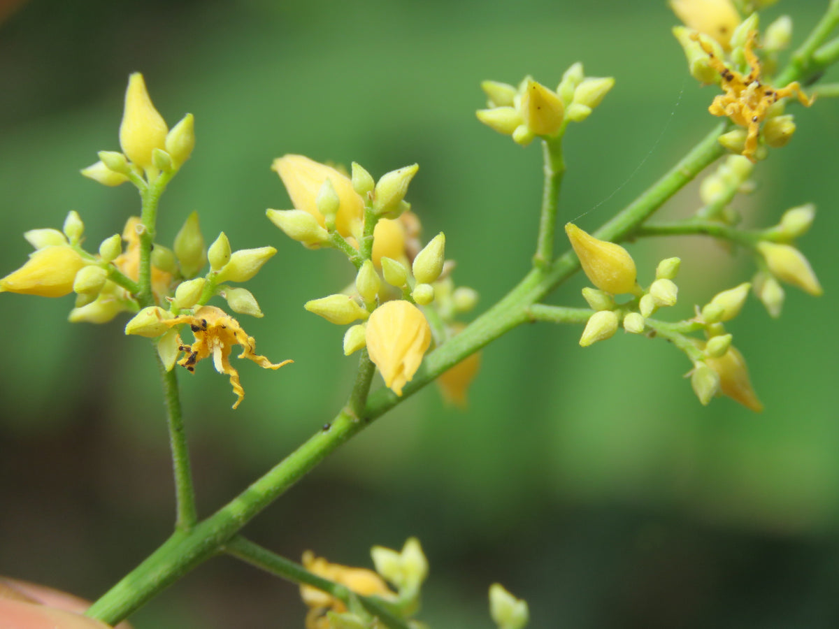 Yellow Hevea Brasiliensis Flower seeds for Planting - Compact Growth, Heirloom & GMO Free Seeds for Home Garden
 
 Sale seeds for planting in home garden