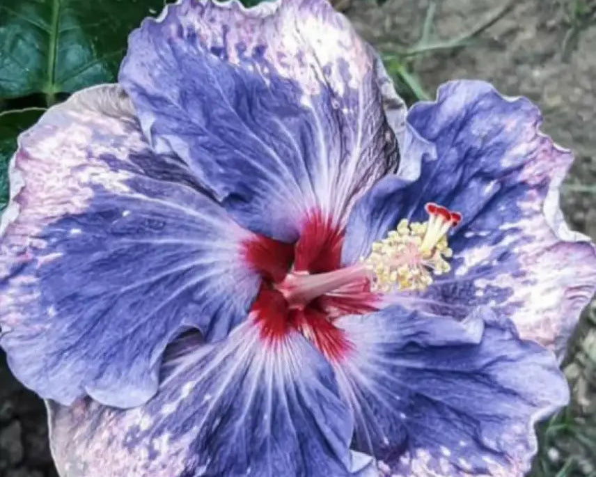 Light blue hibiscus flowering seeds for gardens