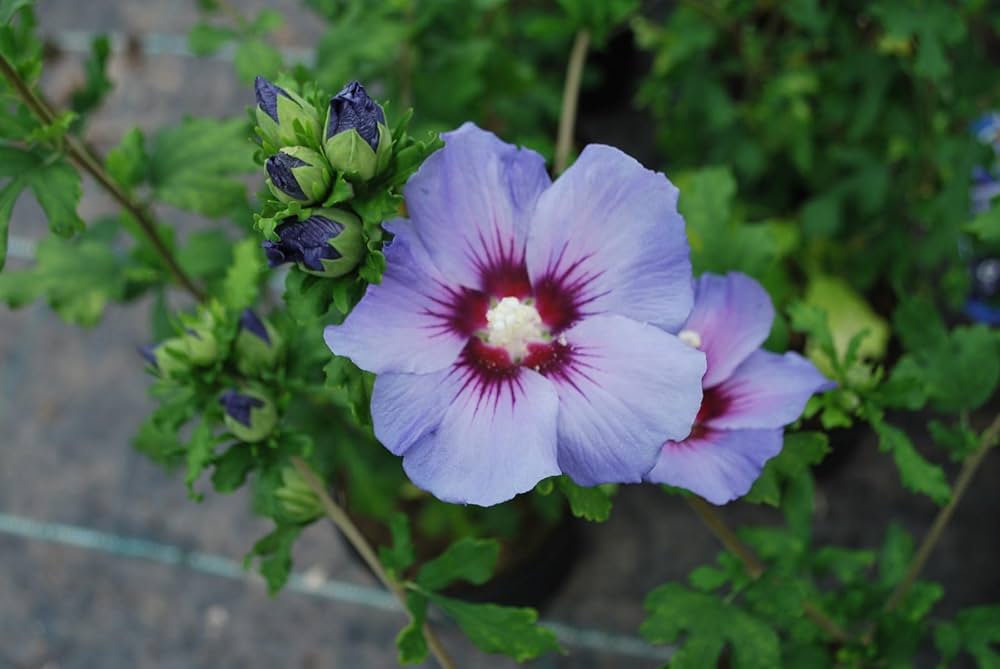 Non GMO light blue hibiscus seeds