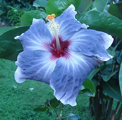 Light blue hibiscus seeds for planting