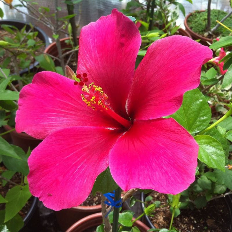 Thick Pink Hibiscus Flower seeds for Planting - Cottage Garden Essential, Heirloom & GMO Free Seeds for Home Garden
 
 Sale for planting in home garden.
