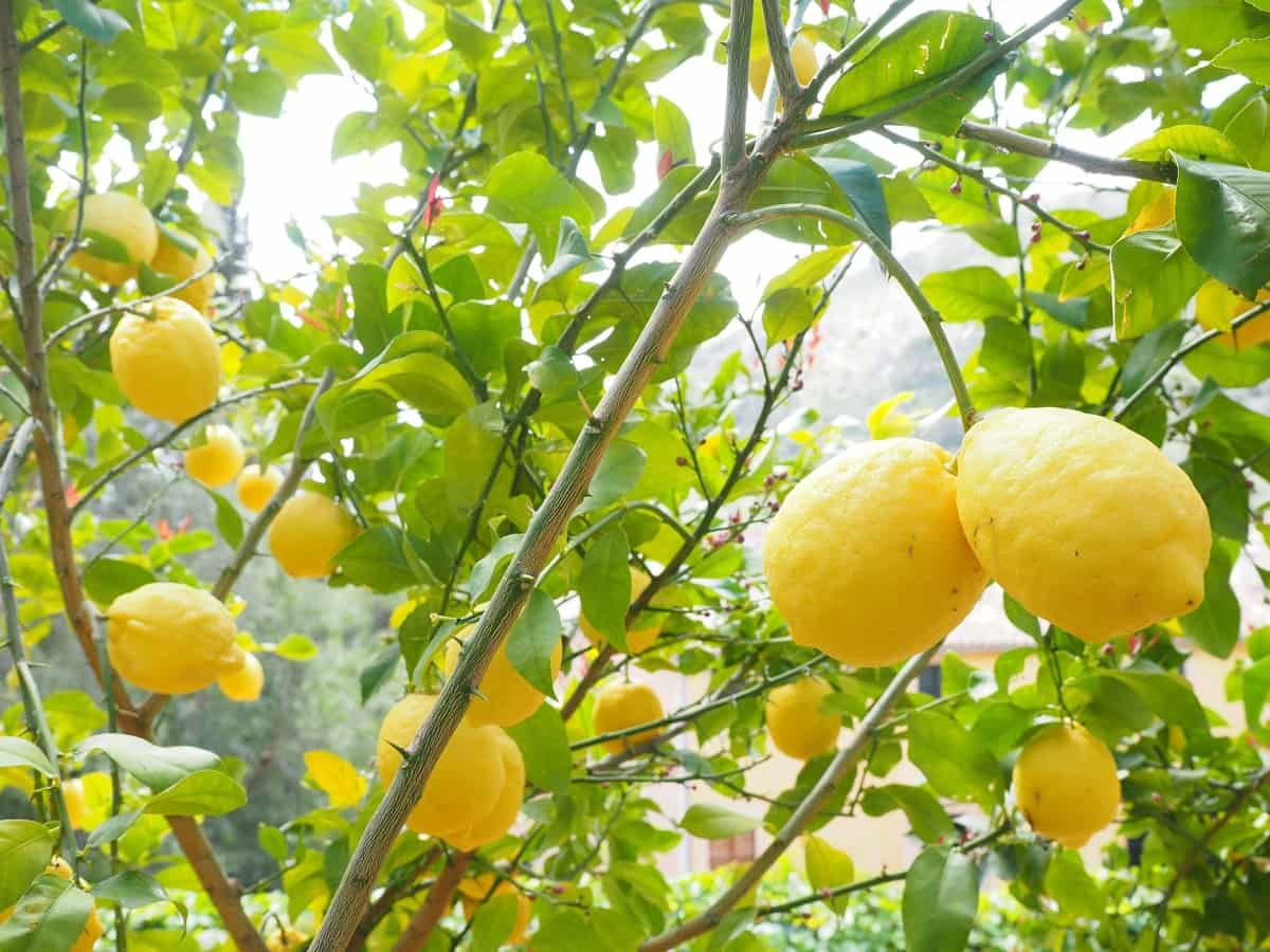 Fresh Harvest Lemon Seeds for Planting