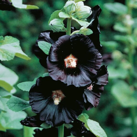 Black Hollyhock flowering seeds for gardens