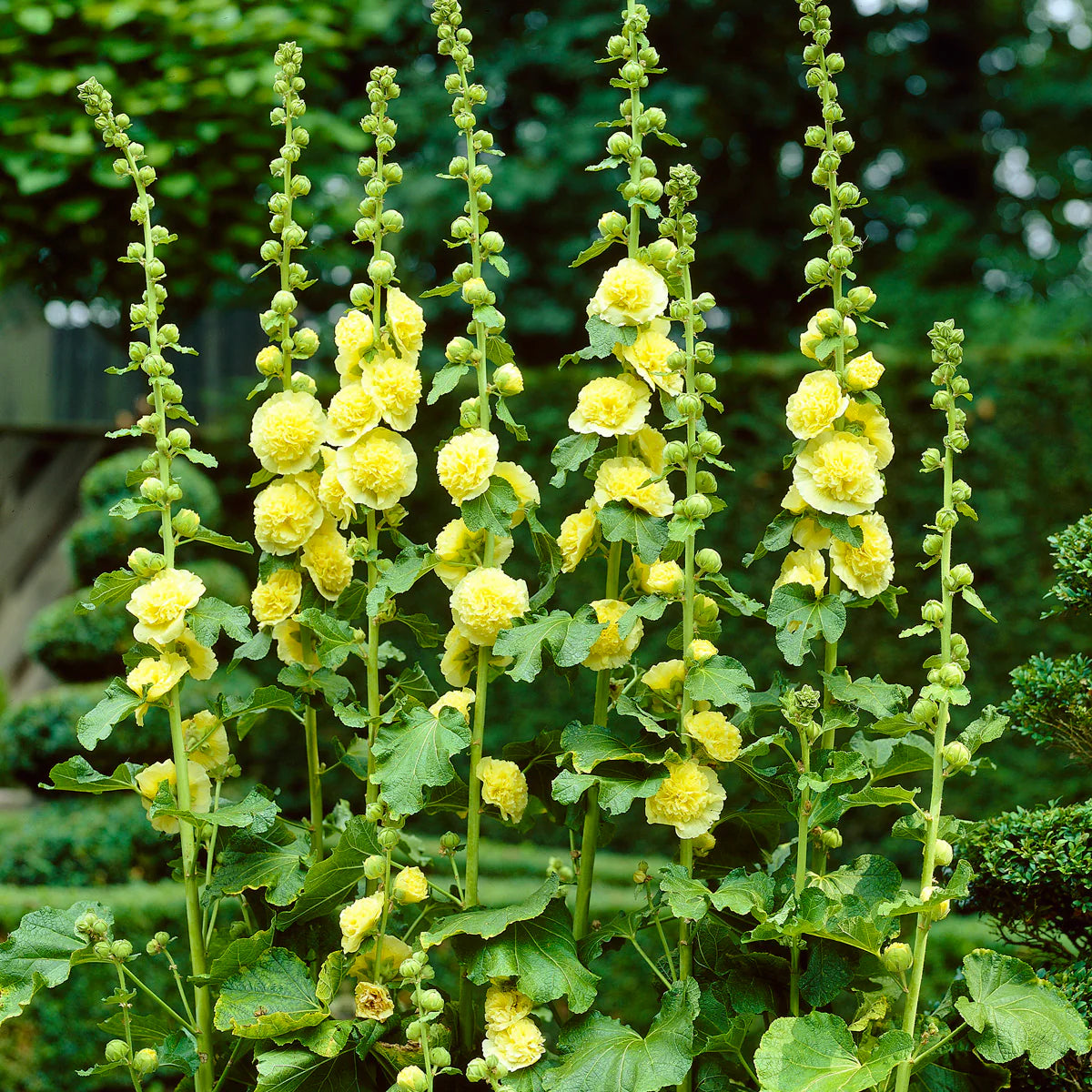 Non GMO yellow hollyhock seeds for gardening