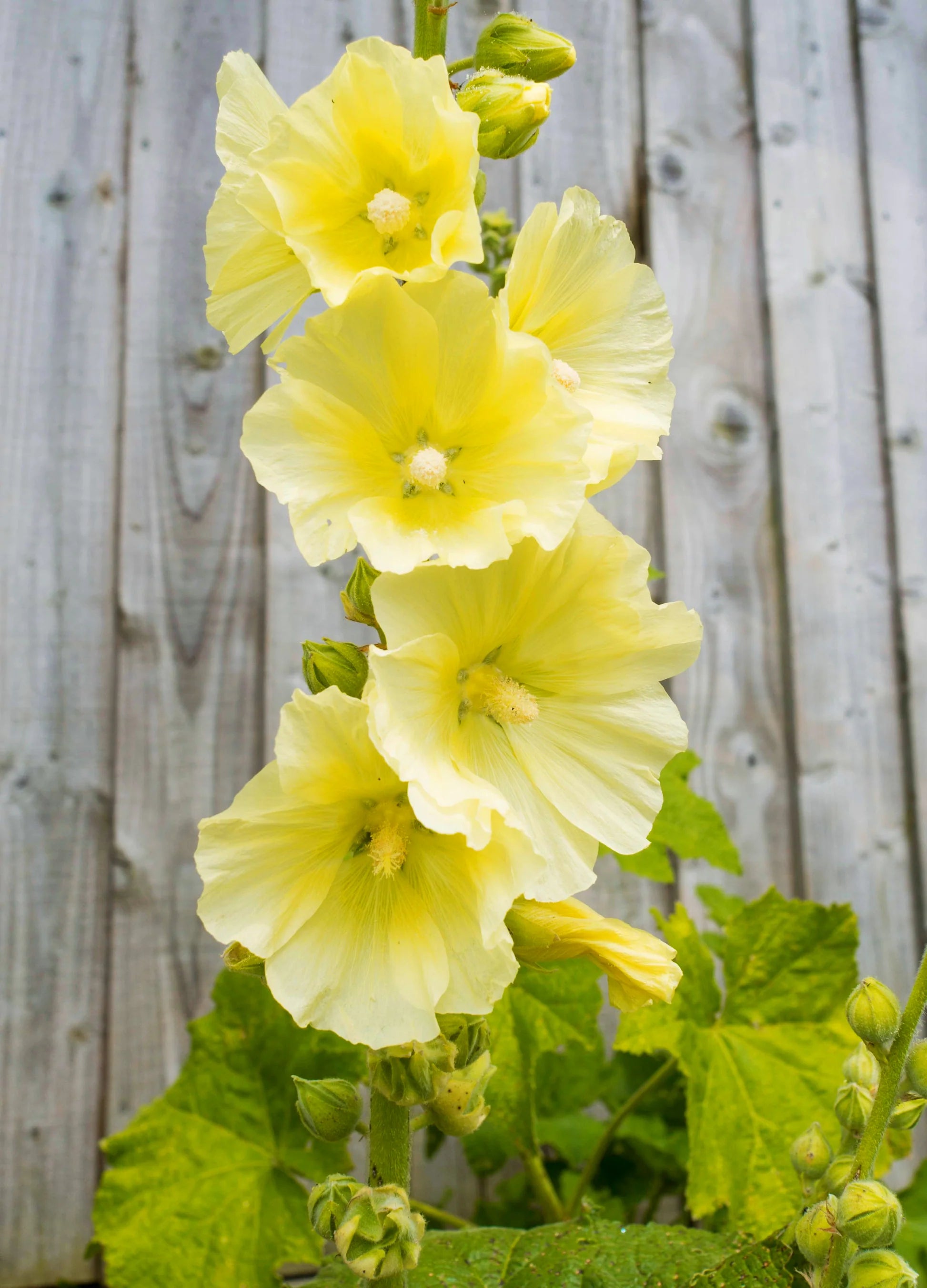 Yellow hollyhock bloom seeds for home gardens