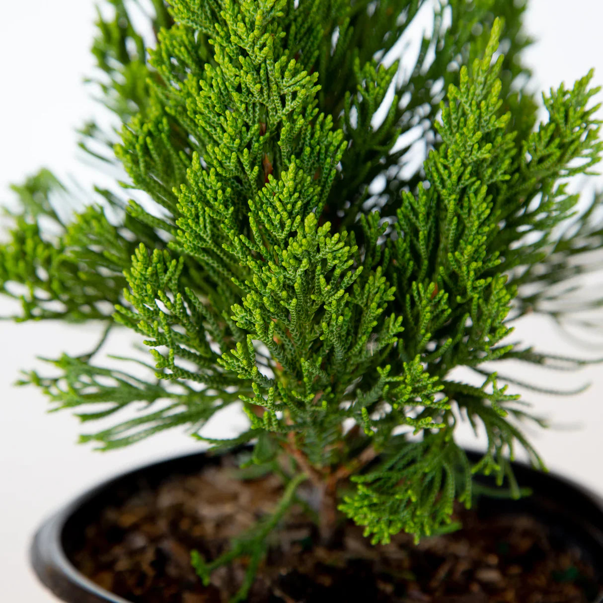 Juniper Tree Seeds For Planting: Dark Green Beauty Stunning Landscapes Plant Seeds