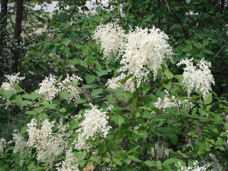 Holodiscus (Holodiscus Discolor) seeds for planting in home garden