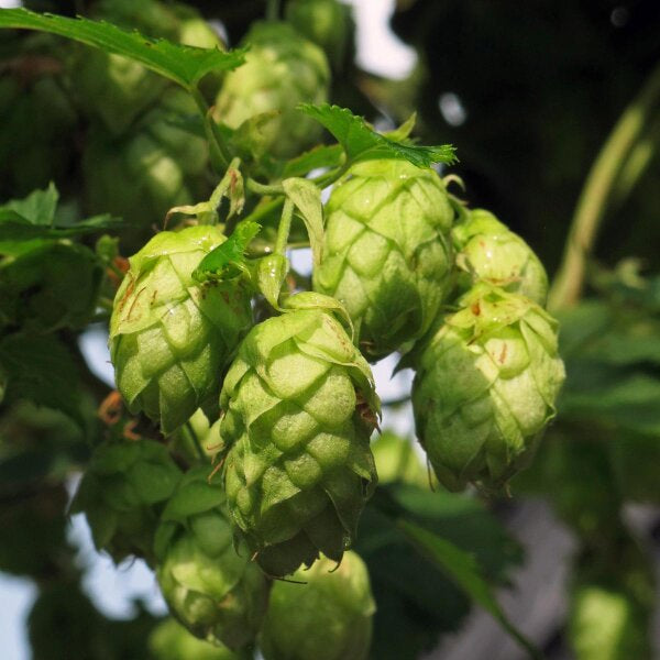 Green Hop flowering seeds for gardens