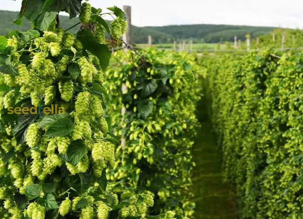 Non GMO Green Hop seeds