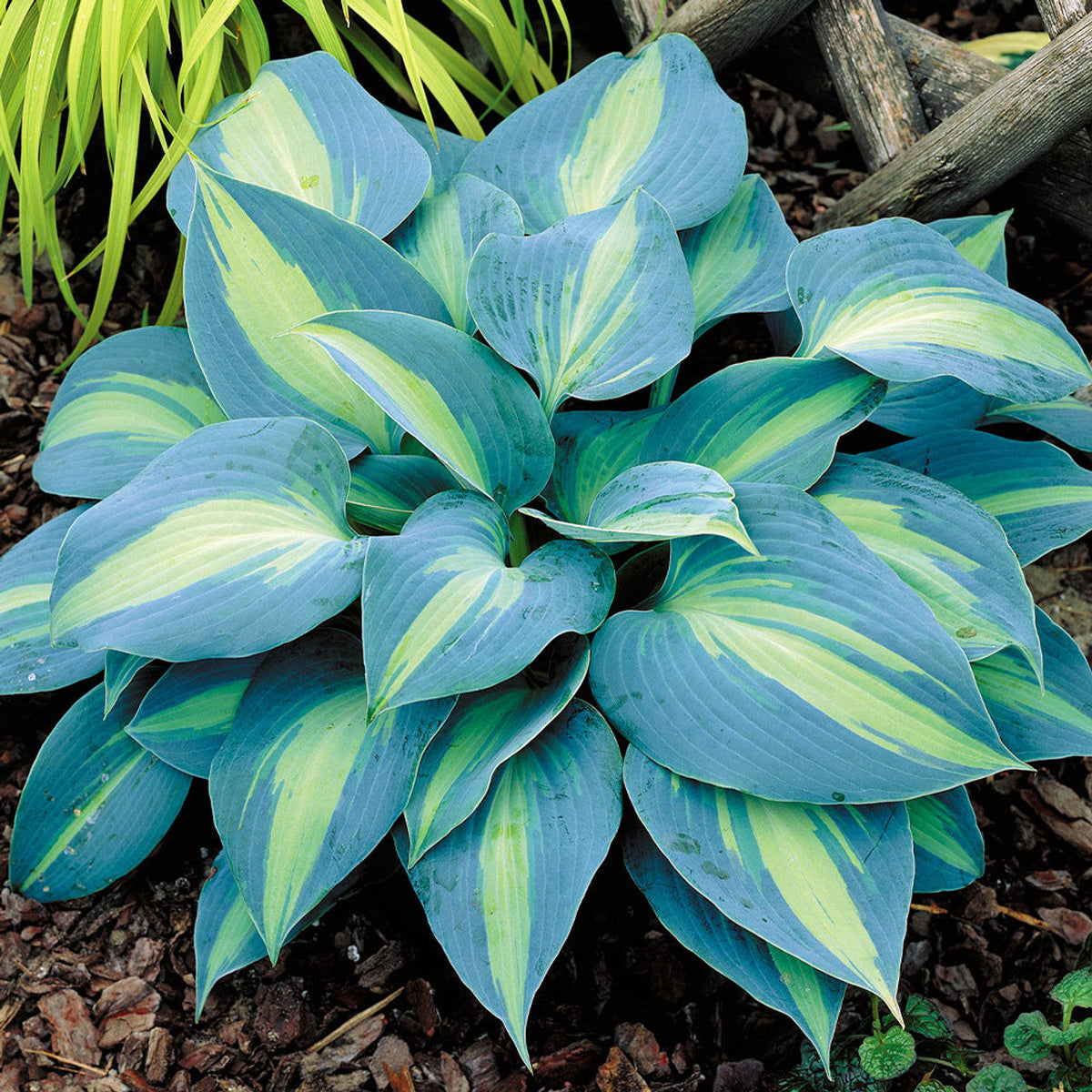 Hosta Perennial Flower seeds for Planting Premium Quality Heirloom & GMO Free Seeds for Home Garden 
 
 Sale for planting in home garden