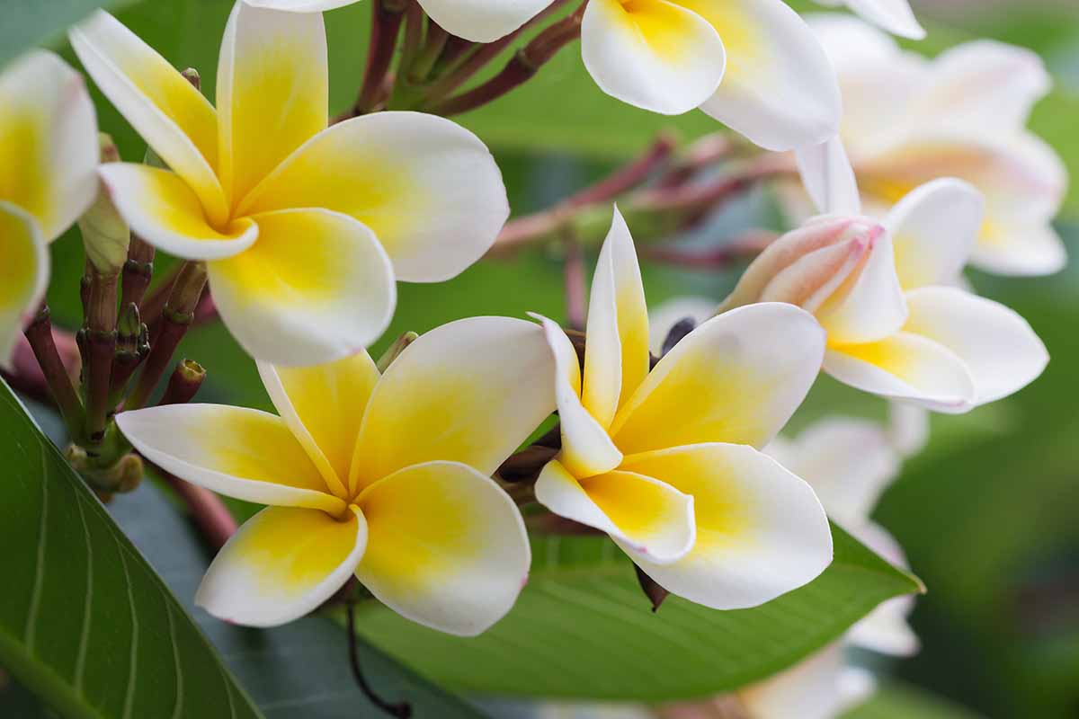 Yellow White Frangipani Flower Seeds Planting