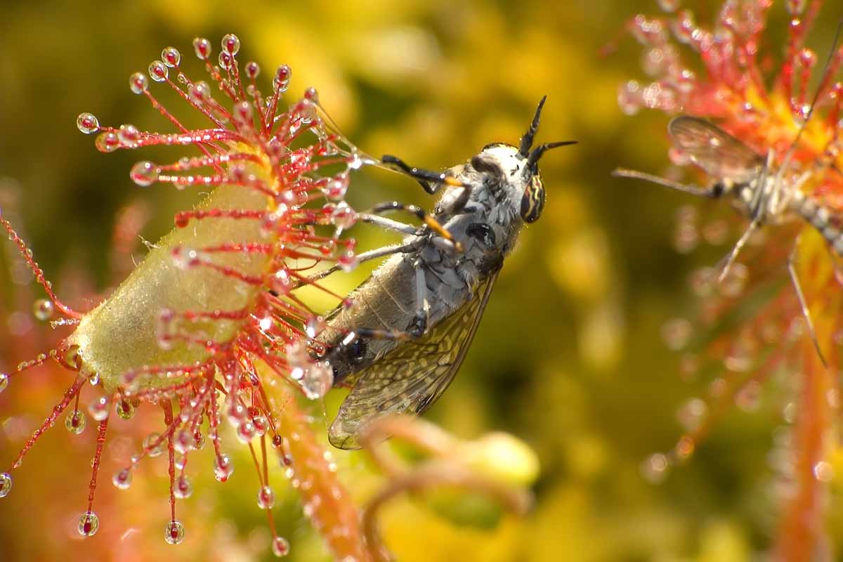 Sundew Plant Seeds Planting Red Yellow