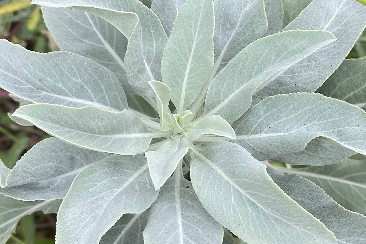 White Sage Plant Seeds For Planting- Ideal Gardens And Indoor Pots Seeds