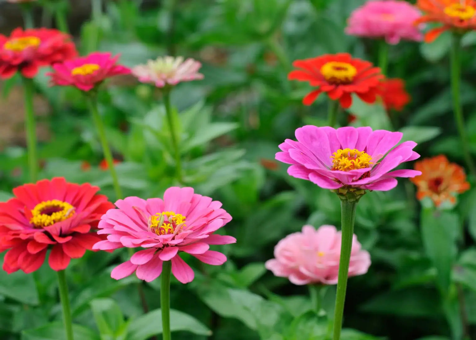 Zinnia Planting Flower Seeds For Joy - Pink And Yellow Blooms