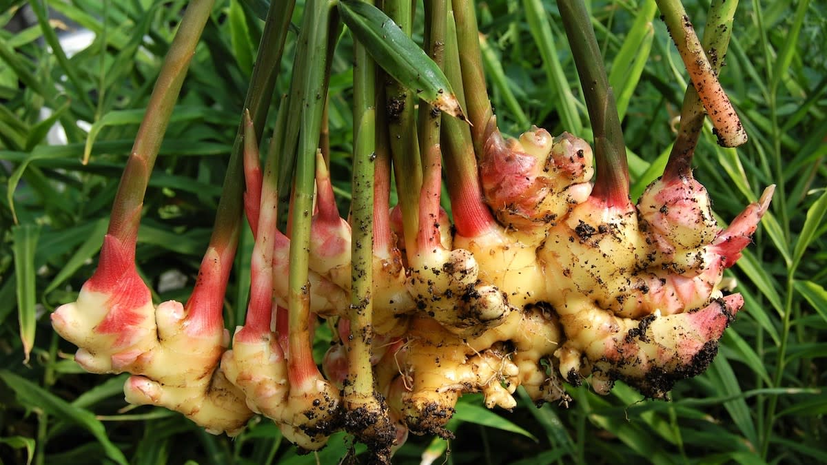 Ginger Vegetable Seeds For Planting Cream