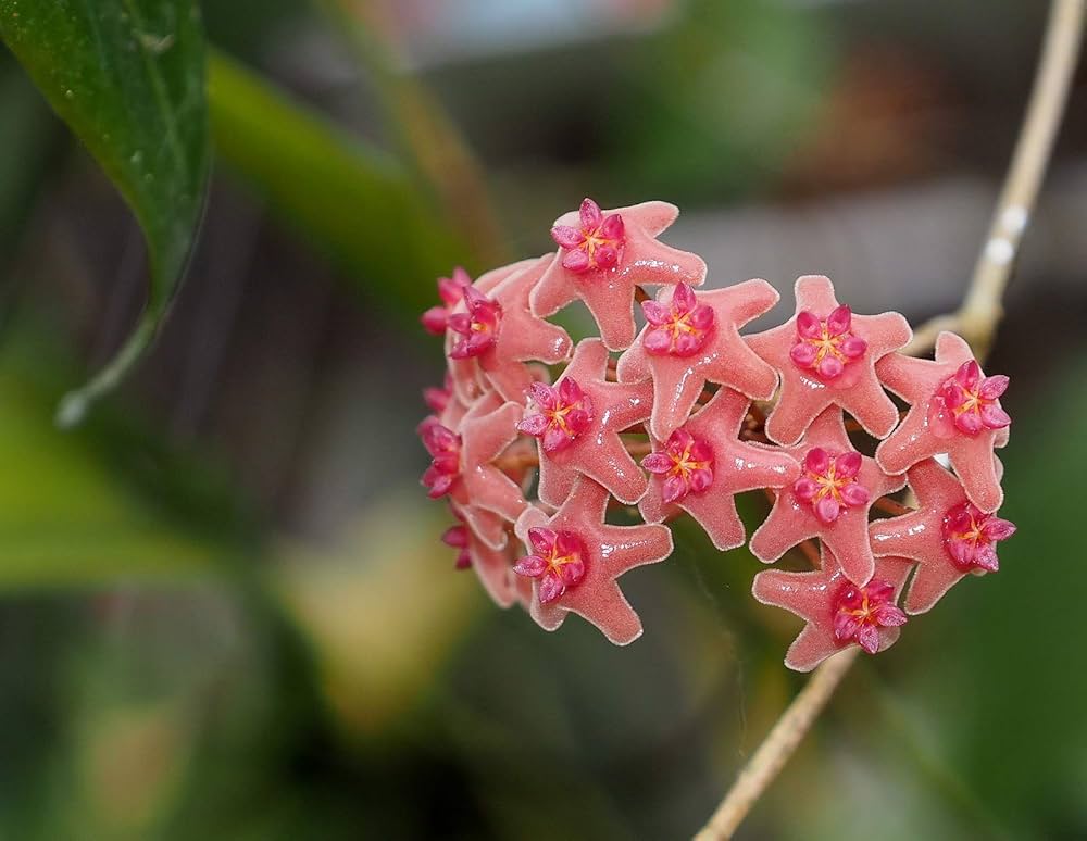 Mixed Hoya flowering seeds for home gardens