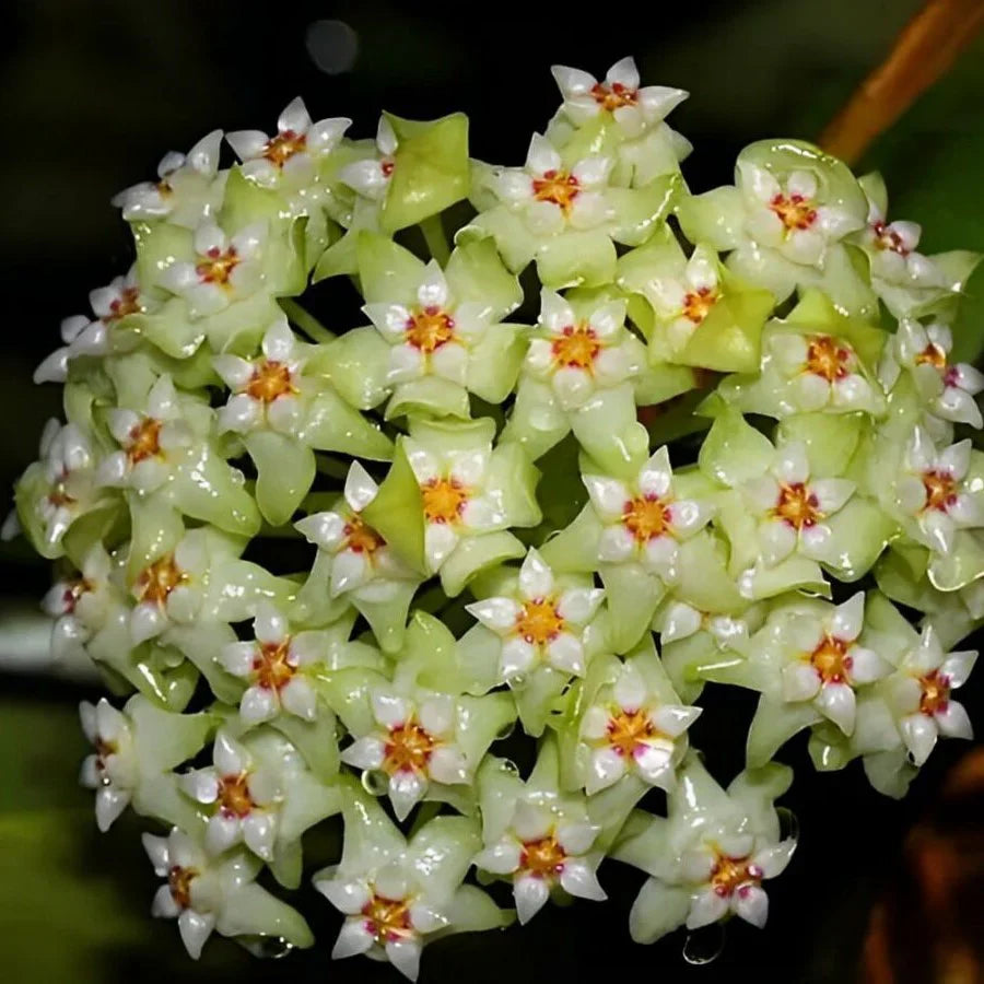 Green White Hoya Flower seeds for Planting - Vibrant Colors, Heirloom & GMO Free Seeds for Home Garden
 
 Sale seeds for home garden