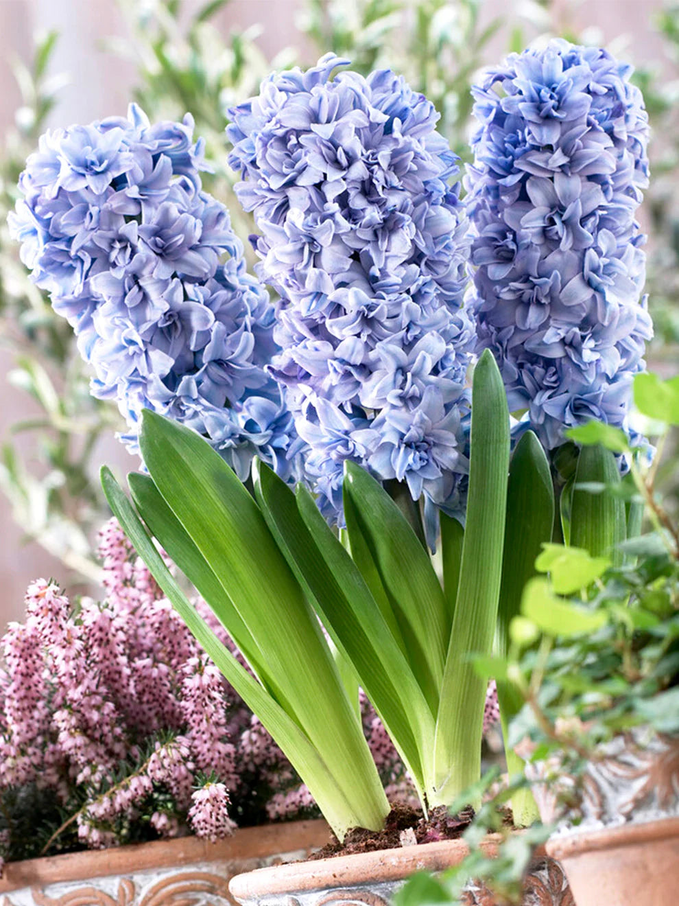 Hyacinthus (Hyacinthus Orientalis) seeds for planting in home garden