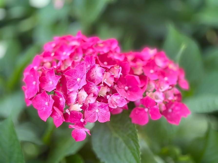 Non GMO pink hydrangea seeds