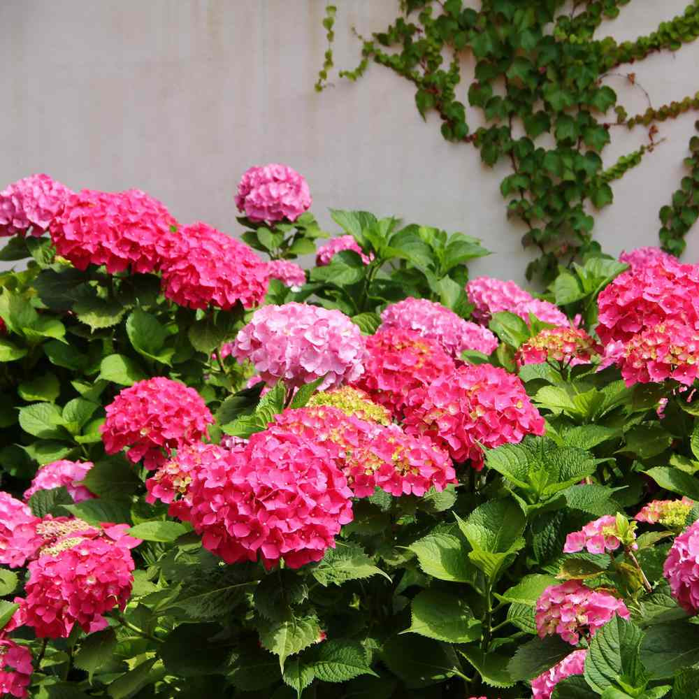 Pink hydrangea flowering seeds for gardens