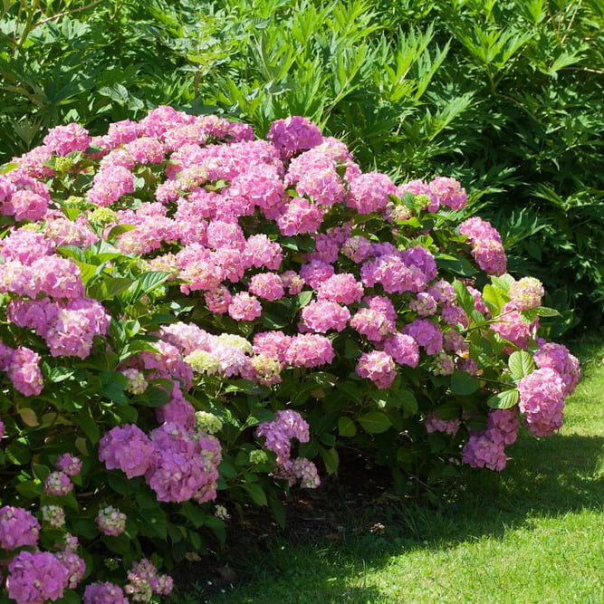 Ornamental pink hydrangea seeds for landscapes