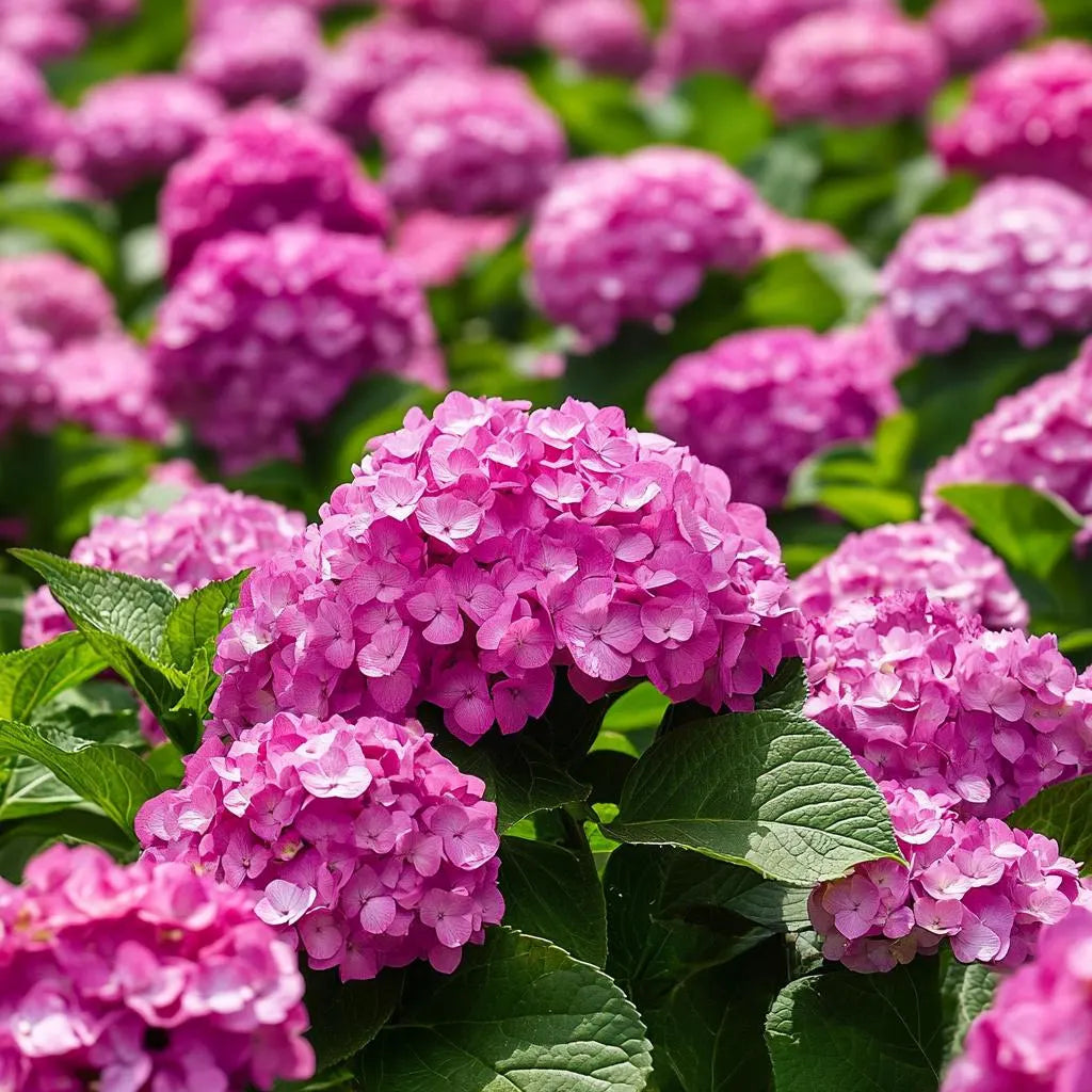 Pink hydrangea seeds for planting