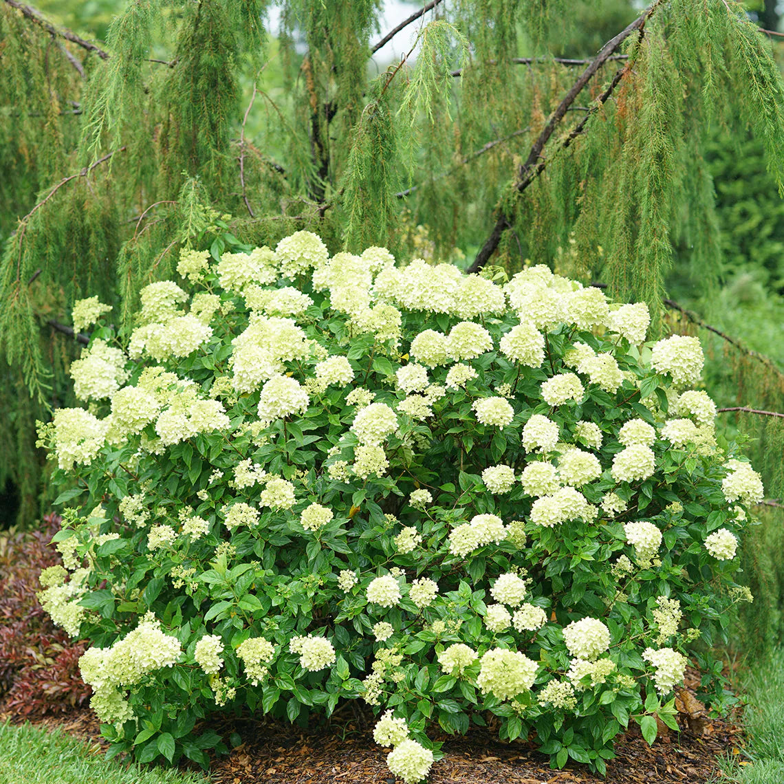 Little Lime Hydrangea Flower seeds for Planting - Shade Tolerant, Heirloom & GMO Free Seeds for Home Garden
 
 Sale seeds for home garden