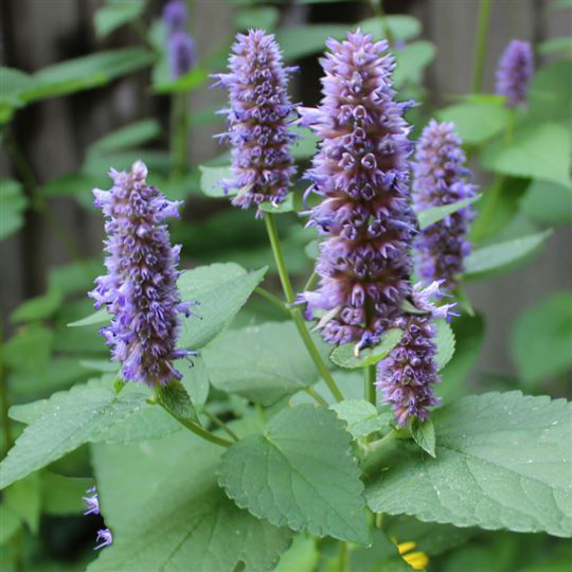 Blue Hyssop flowering seeds for gardens
