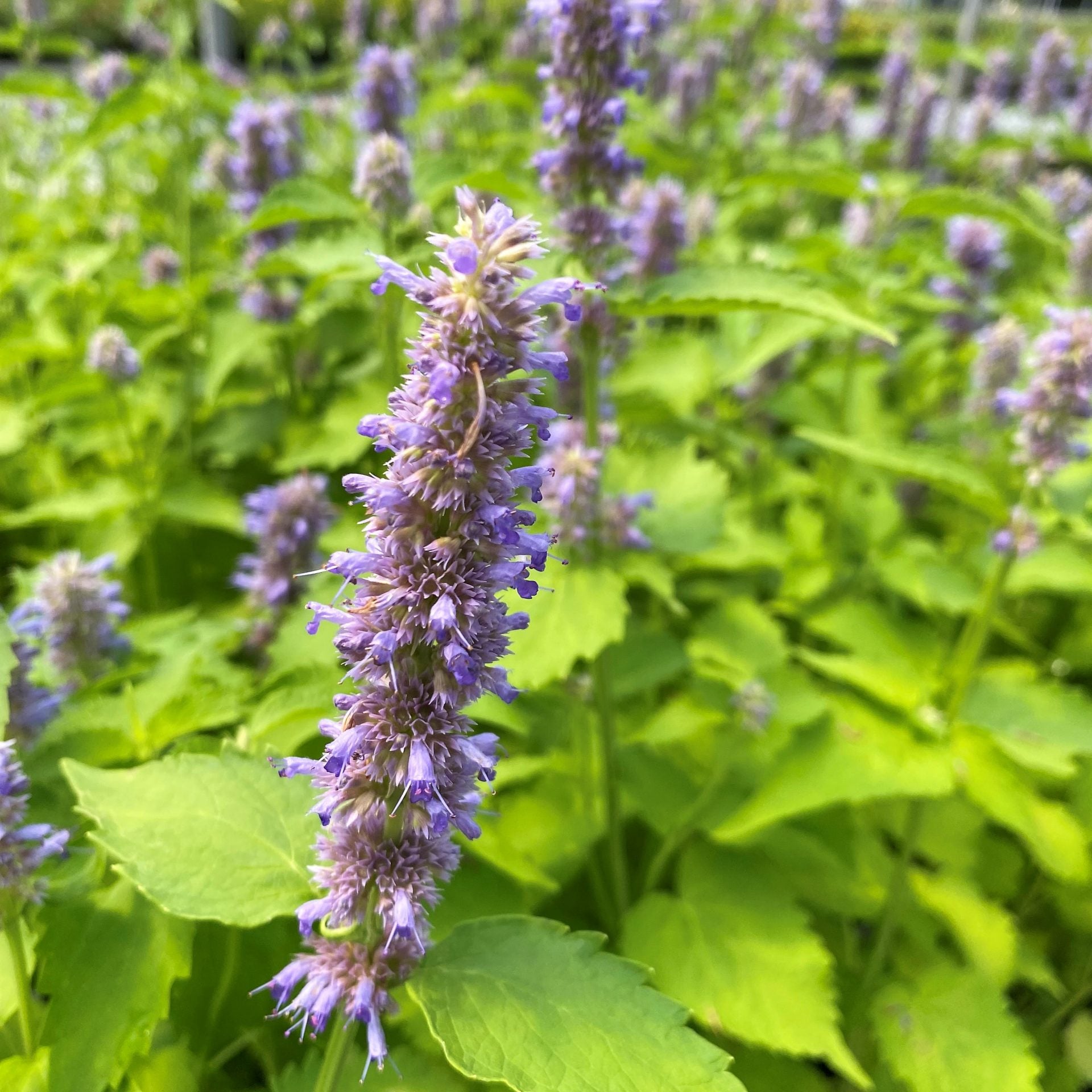 Non GMO blue Hyssop seeds