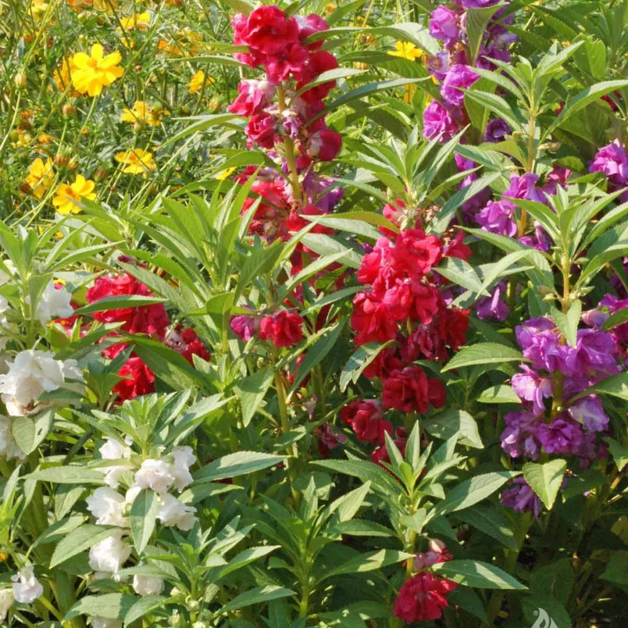 Balsam Camellia Seeds For Planting - White & Red Flower