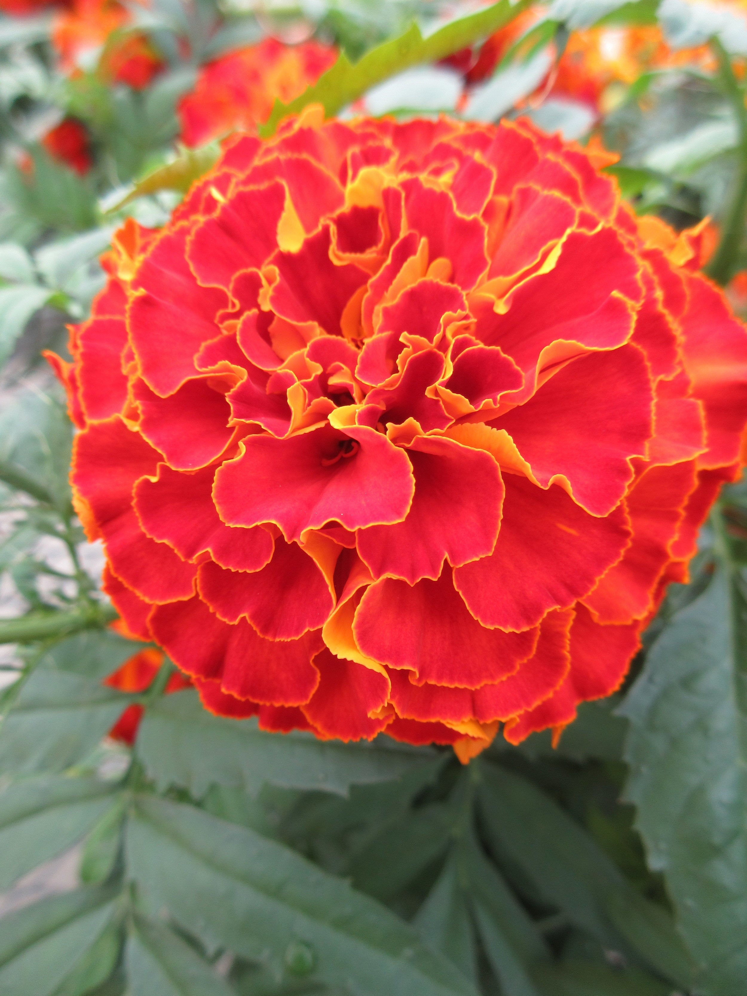 Dark Red Marigold Flower Seeds For Planting - Vibrant Annuals