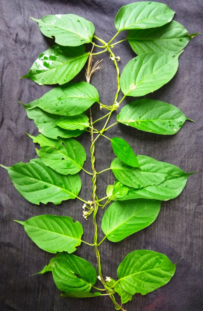 Gymnema Inodorum Flower seeds for Planting Fragrant Blossoms Heirloom & GMO Free Seeds for Home Garden 
 
 Sale for planting in home garden