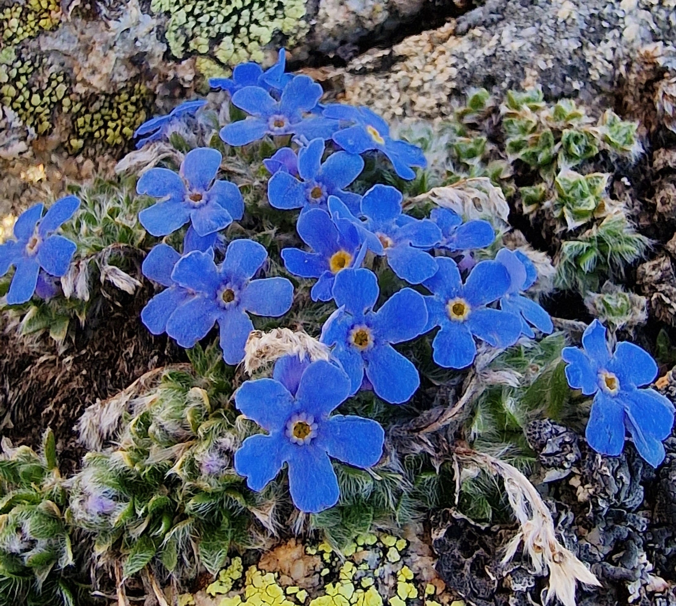 Alpine Flower Seeds Planting Mountain Blooms