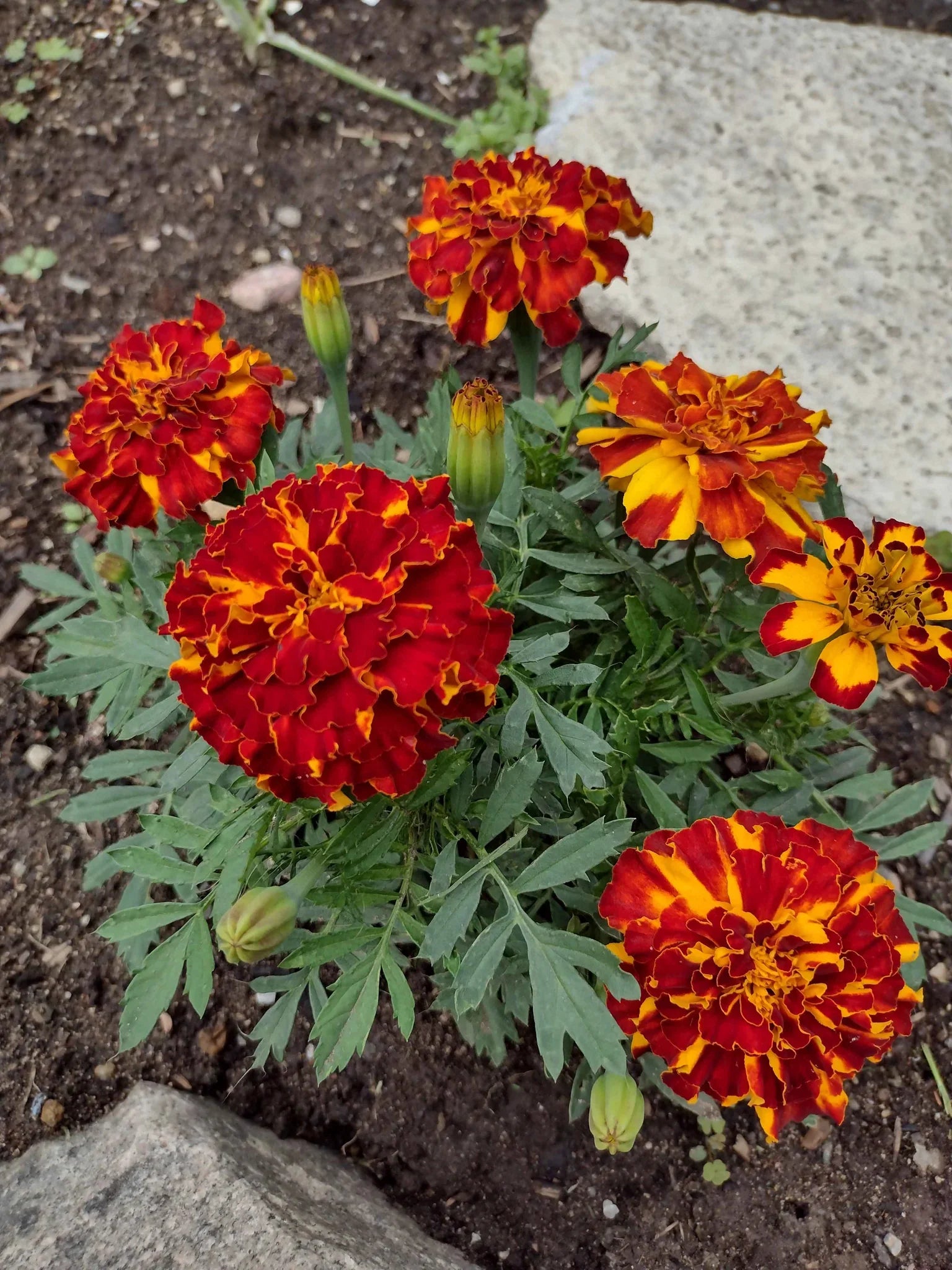 Dark Red Marigold Flower Seeds For Planting - Vibrant Annuals