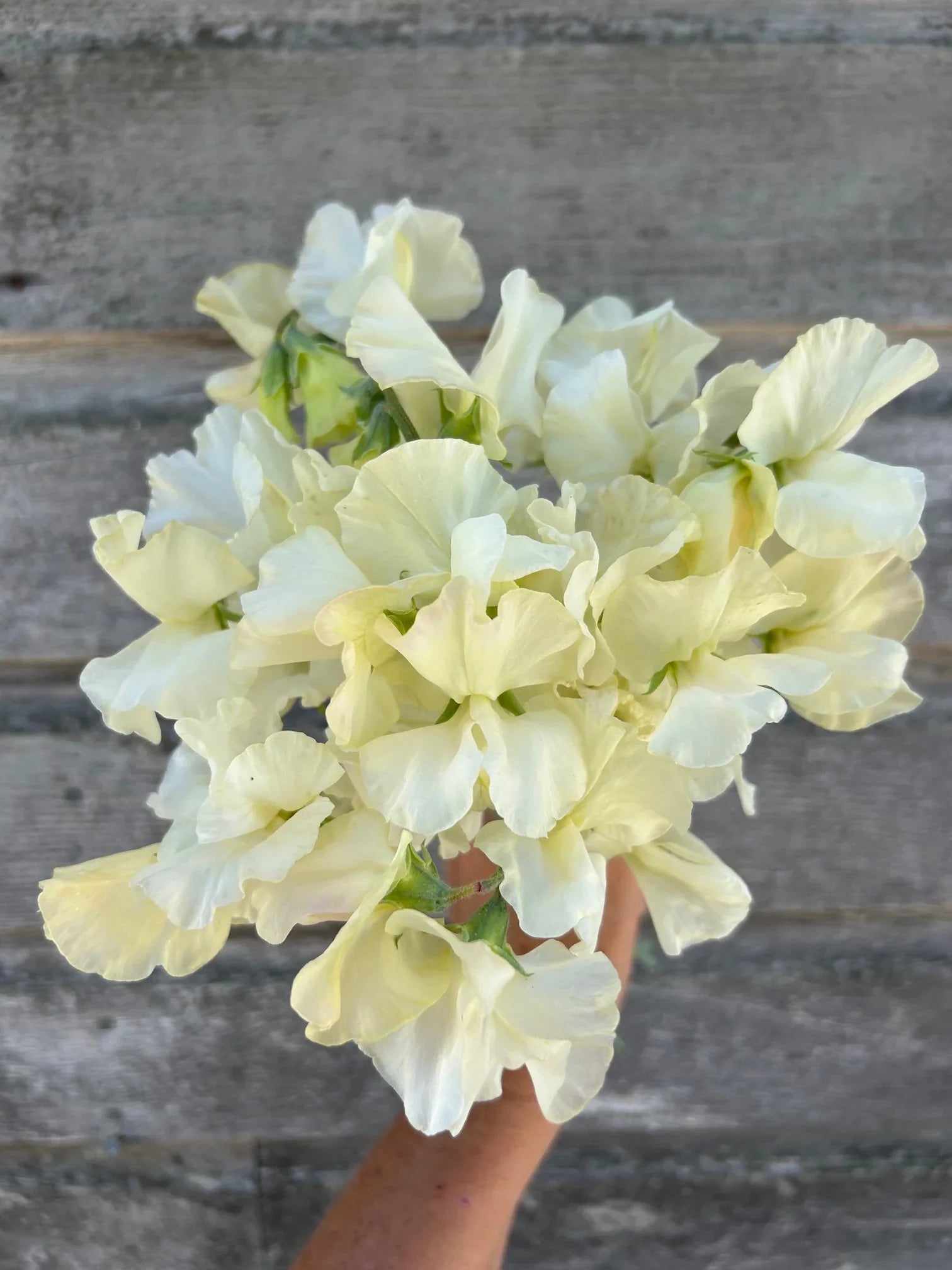 Sweet Pea Flower Seeds Planting Light Yellow