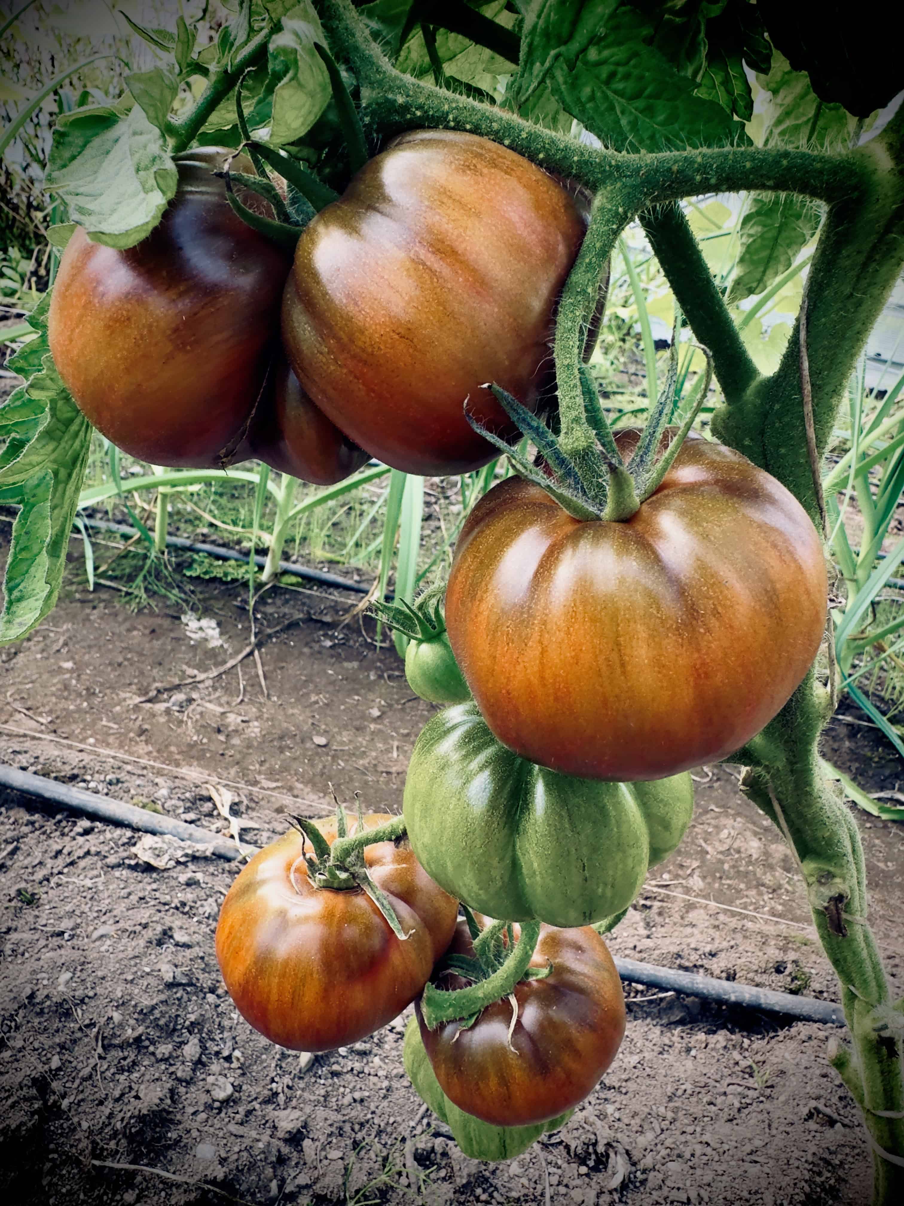 Black And Pink Tomato Seeds For Planting Vegetable Seeds