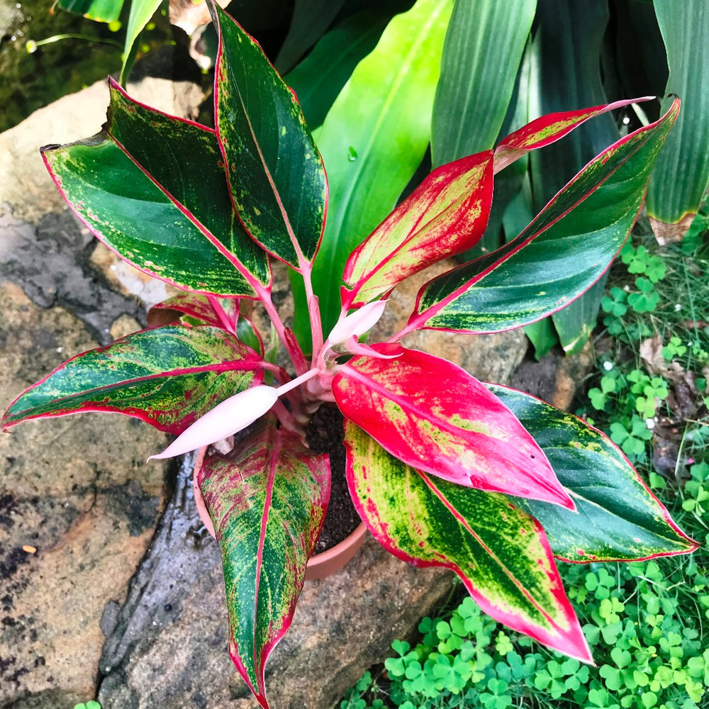 Green Red Aglaonema Flower seeds for Planting - Fragrant Blossoms, Heirloom & GMO Free Seeds for Home Garden
 
 Sale for planting in home garden