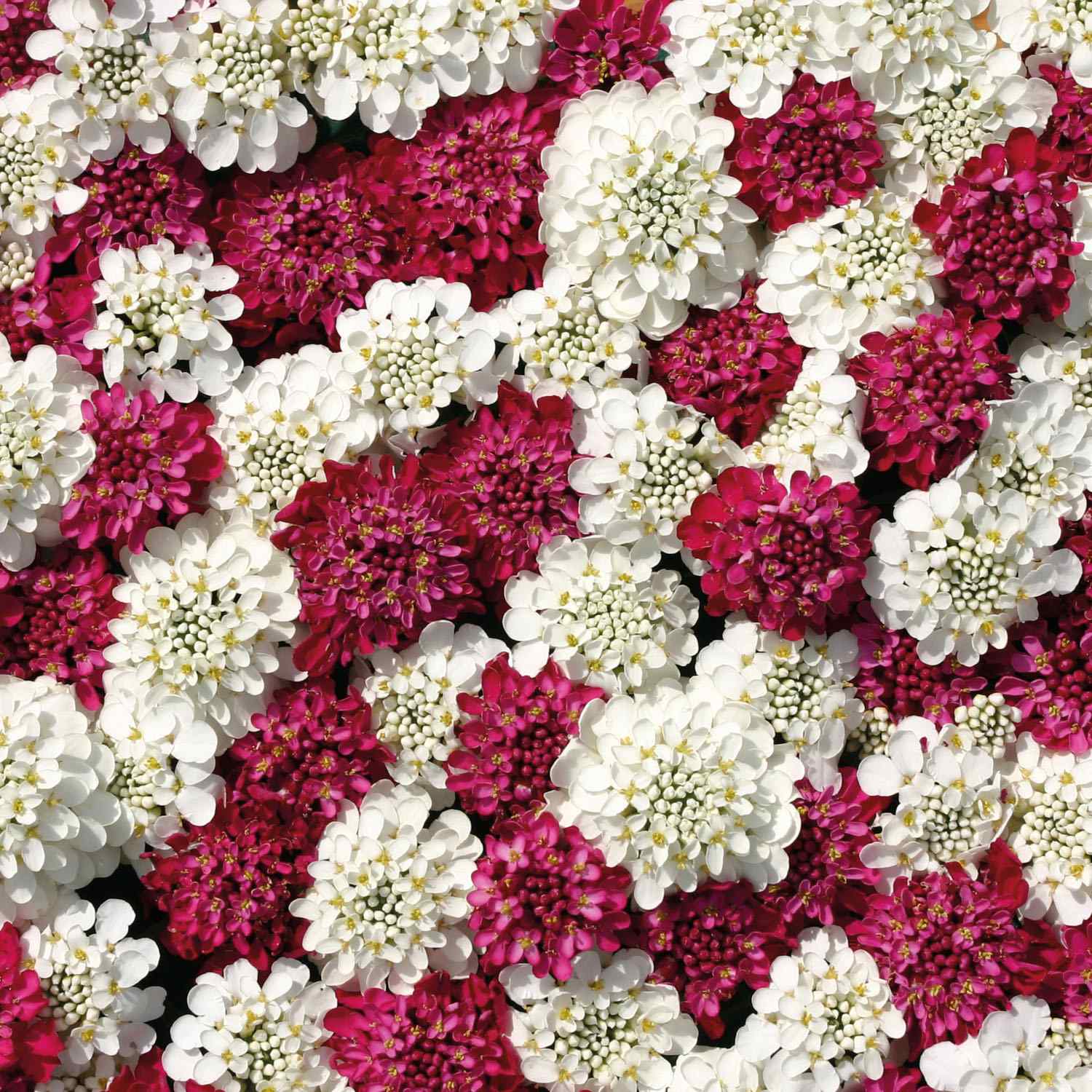 Iberis Red & White Mix Candytuft seeds for vibrant blooms