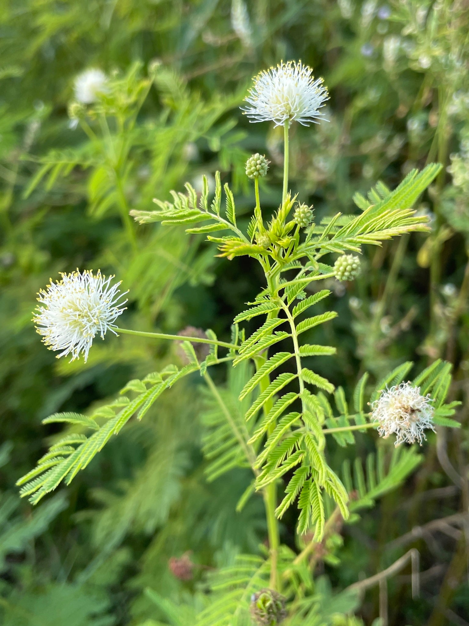 Non GMO Illinois Bundleflower seeds